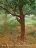 Een boom in je tuin &#169;De Tuinen van Renee Koen