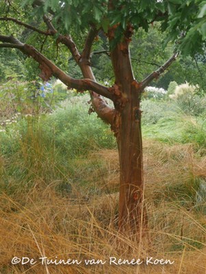 Een boom in je tuin ©De Tuinen van Renee Koen