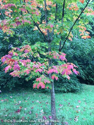 Een esdoorn met een prachtige herfstkleur ©De Tuinen van Renee Koen