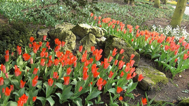 voorjaarsborder met tulpen  &#169;Gilbert de Jong