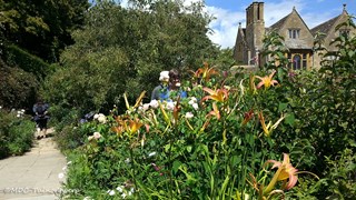 Daglelies en rozen in een Engelse cottagetuin ©MDC-tuinontwerp
