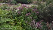 Tuin in cottagesfeer met roos en koninginnekruid &#169;MDC-tuinontwerp