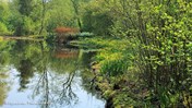 Vijver met spiegeling in het Jac. p. Thijssepark &#169;Hyacinta Tuinontwerp