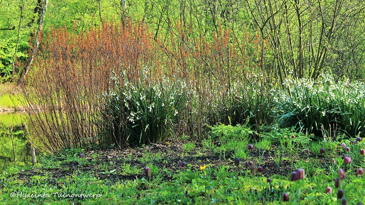 Gagel in het Jac. p. Thijssepark &#169;Hyacinta Tuinontwerp