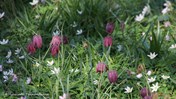 Kievitsbloemen in het Jac. P. Thijssepark &#169;Hyacinta Tuinontwerp