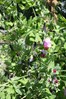 De paarse bloemen van kapucijner &#39;Blauwschokker&#39; &#169;Carla Wilhelm