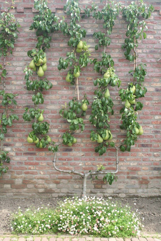 Overleven Bijproduct herhaling De eetbare tuin: Eten uit je eigen achtertuin! Het is makkelijker dan je denkt - Tuinontwerpervinden.nl Overleven Bijproduct herhaling De eetbare tuin: Eten uit je eigen achtertuin! Het is makkelijker dan je denkt - Tuinontwerpervinden.nl