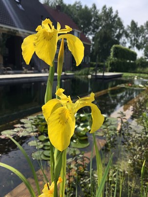 Gele lis in plantenfilter zwemvijver &#169;Noortjes Tuinontwerp