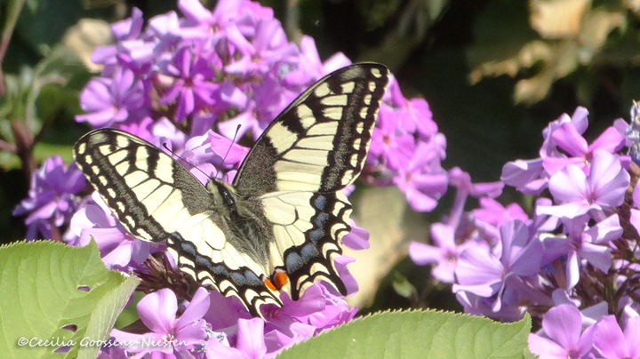 Koninginnepage vlinder &#169;Cecilia Goossens-Niesten