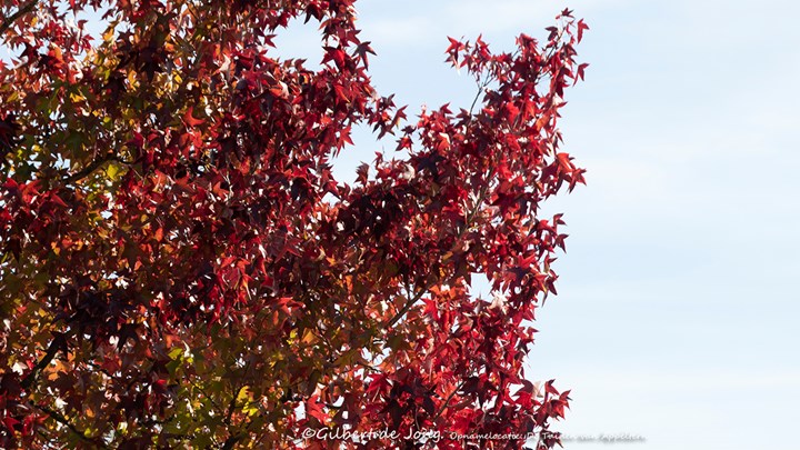 Liquidamber styraciflua Amberboom &#169;Gilbert de Jong