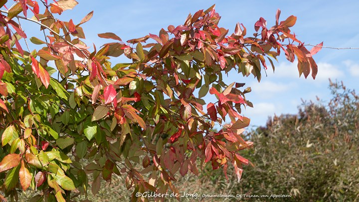 Nyssa sylvatica Zwarte tupeloboom  &#169;Gilbert de Jong