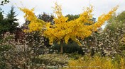 Ginkgo biloba Horizontalis  Japanse notenboom Amsonia Stermaagdenpalm &#169;Gilbert de Jong