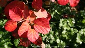 Fothergilla major Lampenpoetsersstruik &#169;Gilbert de Jong