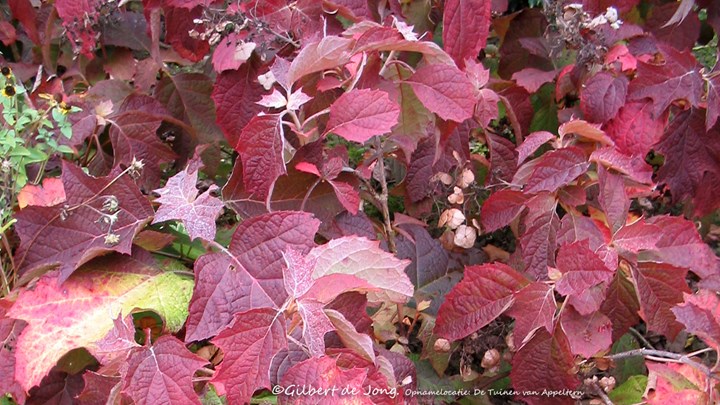 Hydrangea quercifolia  Flemygea Eikenbladhortensia &#169;Gilbert de Jong