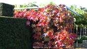 Parthenocissus tricuspidata &#39;Veitchii&#39; Wilde wingerd &#169;Gilbert de Jong Schetsservice