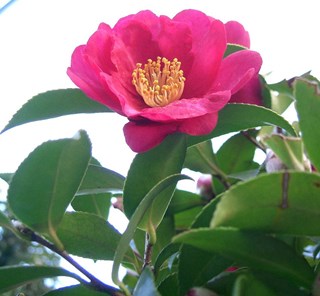 Camellia sasanqua - Camellia (herfst-) ®KENPEI