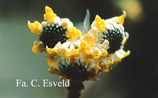 Edgeworthia chrysantha - Papierstruik ®Esveld