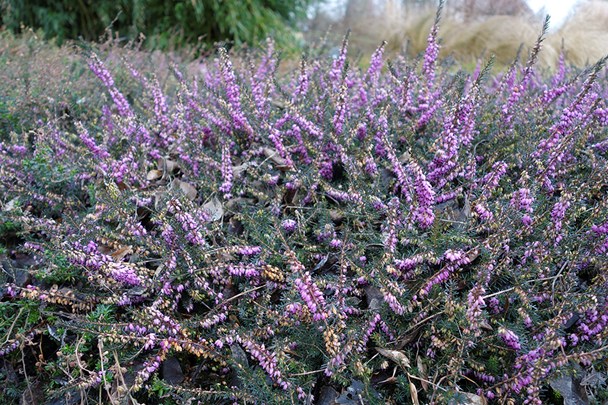 Erica darleyensis &#39;Kramers Rote&#39; - Winterheide &#174;Marrion Hoogenboom