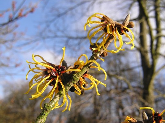 Hamamelis mollis -  Toverhazelaar &#174;Marrion Hoogenboom