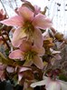 Helleborus - Kerstroos, nieskruid &#174;Marrion Hoogenboom