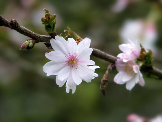 Prunus subhirtella &#39;Autumnalis&#39; - Sierkers &#174;Linda de Volder