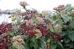 Viburnum tinus &#39;Gwenllian&#39; - Sneeuwbal &#174;Marrion Hoogenboom