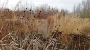 Winterpracht met siergrassen en vaste planten &#174;Marrion Hoogenboom