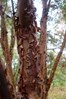 Acer griseum - papierberk met schilferende kaneelkleurige bast &#174;Marrion Hoogenboom