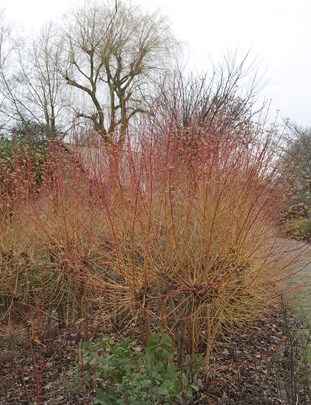 Vlammende Cornus &#174;Marrion Hoogenboom