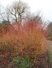 Vlammende Cornus &#174;Marrion Hoogenboom