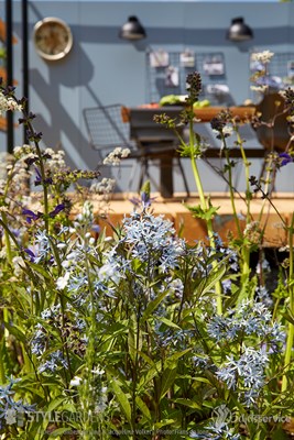 Amsonia Stormcloud ©Gilbert de Jong en Jacqueline Volker