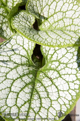 Brunnera Seaheart ©Gilbert de Jong en Jacqueline Volker