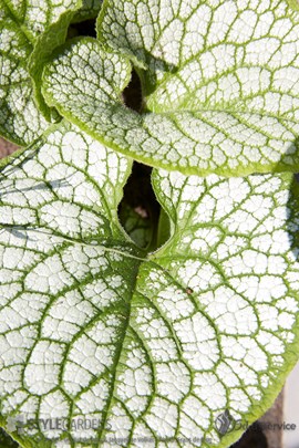 Brunnera Seaheart &#169;Gilbert de Jong en Jacqueline Volker