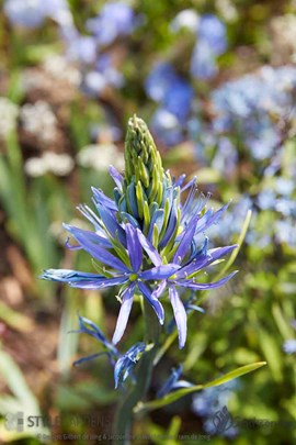 Camassia leichtlinii &#180;Caerulea&#180; &#169;Gilbert de Jong en Jacqueline Volker