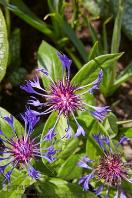 Centaurea montana Caerulea ©Gilbert de Jong en Jacqueline Volker