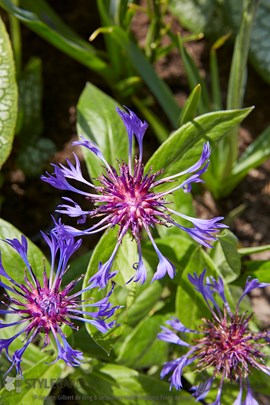 Centaurea montana Caerulea &#169;Gilbert de Jong en Jacqueline Volker