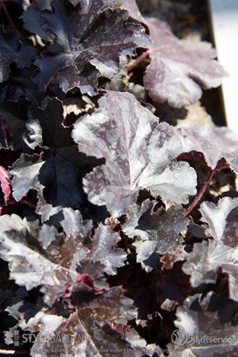 Heuchera Black Pearl ©Gilbert de Jong en Jacqueline Volker