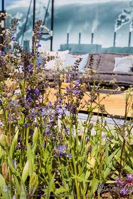 Salvia Twilight Serenade en Anthriscus Ravenswing ©Gilbert de Jong en Jacqueline Volker