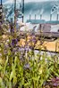 Salvia Twilight Serenade en Anthriscus Ravenswing &#169;Gilbert de Jong en Jacqueline Volker