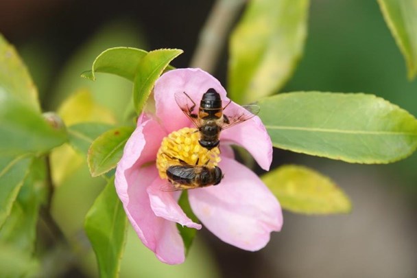 &#169; Marrion Hoogenboom Camellia sasanqua met zweefvliegen