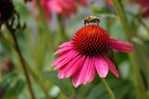 &#169; Marrion Hoogenboom Echinacea met bij