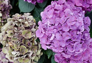 ©Cor van Gelderen Planten met een reputatie Hortensia
