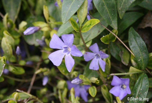 &#169;Gilbert de Jong Vinca minor - Kleine maagdenpalm