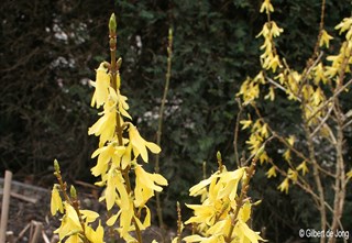 ©Gilbert de Jong Forsythia x intermedia - Chinees klokje