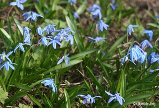 ©Gilbert de Jong Scilla siberica - Sterhyacint
