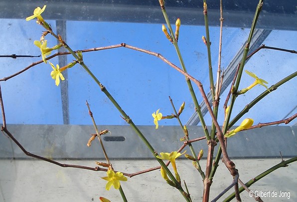 &#169;Gilbert de Jong Jasminum nudiflorum - Winterjasmijn