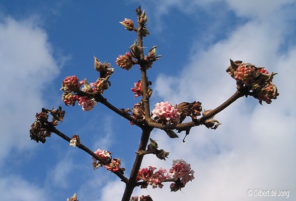 &#169;Gilbert de Jong Viburnum bodnantense &#39;Dawn&#39; - Sneeuwbal