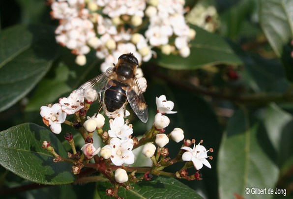 &#169;Gilbert de Jong Viburnum tinus - Sneeuwbal