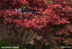 &#169;Gilbert de Jong Acer palmatum &#39;Osakazuki&#39; - Japanse esdoorn