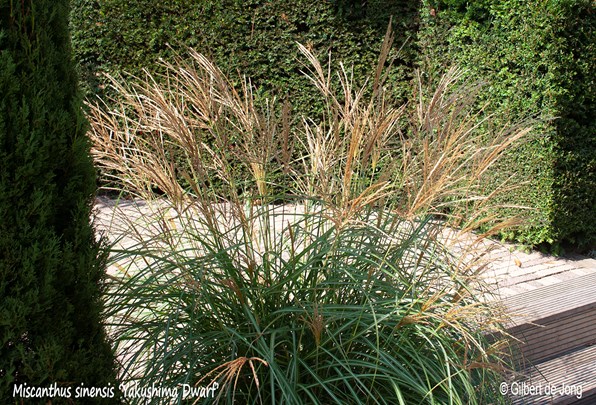 &#169;Gilbert de Jong Miscanthus sinensis &#39;Yakushima Dwarf&#39; - Prachtriet